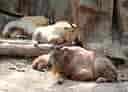 動物図鑑・ゴールデンターキン 6